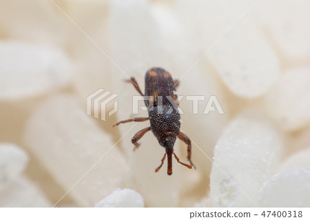 Rice weevil, or science names Sitophilus oryzae Rice weevil, or science names Sitophilus oryzae 47400318