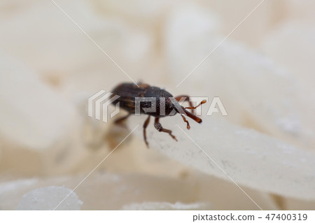 Rice weevil, or science names Sitophilus oryzae Rice weevil, or science names Sitophilus oryzae 47400319