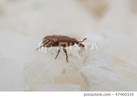 Rice weevil, or science names Sitophilus oryzae  47400320