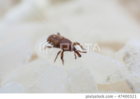 Rice weevil, or science names Sitophilus oryzae 47400321