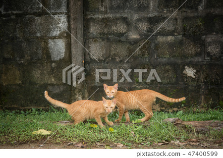 Two friendly cats looking at camera 47400599