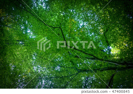 Path through a spring forest in bright sunshine, Bistriski Vintgar, Slovenia 47400845