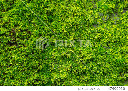 Green moss on old concrete wall.  47400930
