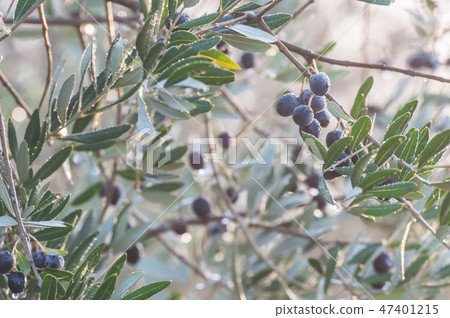 Background with olive 47401215