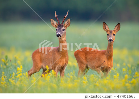 Roe deer couple in rut on a field with yellow wildflowers Roe deer couple in rut on a field with yellow wildflowers 47401663