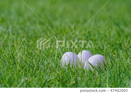 three white eggs in green lawn 47402005