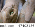樹蛙 47402186