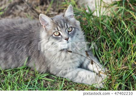 Gray street cat closeup Gray street cat closeup 47402210