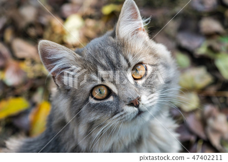 Gray street cat closeup Gray street cat closeup 47402211
