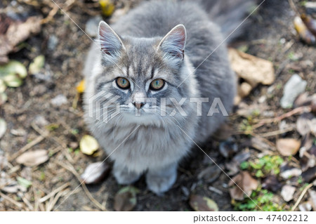 Gray street cat closeup Gray street cat closeup 47402212