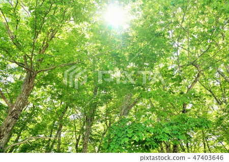 Fresh green forest Warm sunshine 47403646