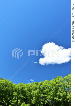 Blue sky and fresh green forest of early summer Blue sky and fresh green forest of early summer 47403647