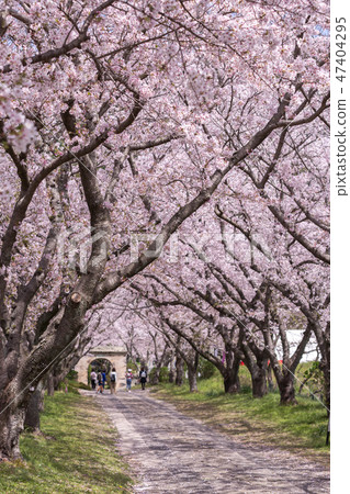 Cherry Arch Arch Spring image 47404295