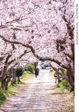 Cherry Arch Arch Spring image 47404296