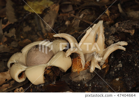 Natural mushroom Togari microflora, where the crust has broken. It seems that the yeast is half buried in the soil Natural mushroom Togari microflora, where the crust has broken. It seems that the yeast is half buried in the soil 47404664