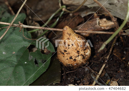 Natural mushrooms Togare fish claws, it is a yeast. Head is conspicuous with bright orange brown Natural mushrooms Togare fish claws, it is a yeast. Head is conspicuous with bright orange brown 47404682