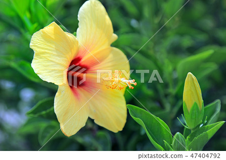 芙蓉03 芙蓉03 47404792