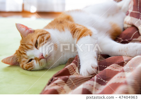 Brown white cat purring beside a kotatsu Brown white cat purring beside a kotatsu 47404963