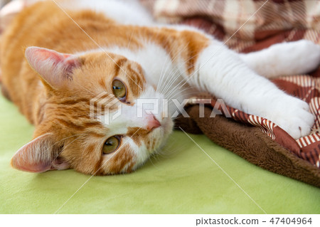 Brown white cat purring beside a kotatsu 47404964