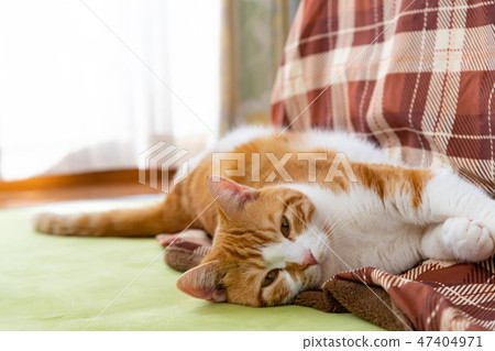 Brown white cat purring beside a kotatsu Brown white cat purring beside a kotatsu 47404971