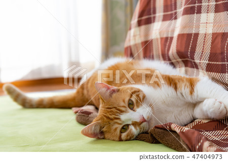 Brown white cat purring beside a kotatsu Brown white cat purring beside a kotatsu 47404973