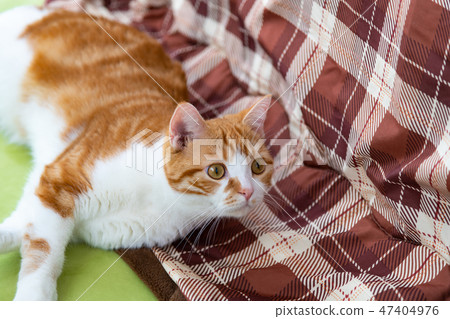 Brown white cat purring beside a kotatsu Brown white cat purring beside a kotatsu 47404976
