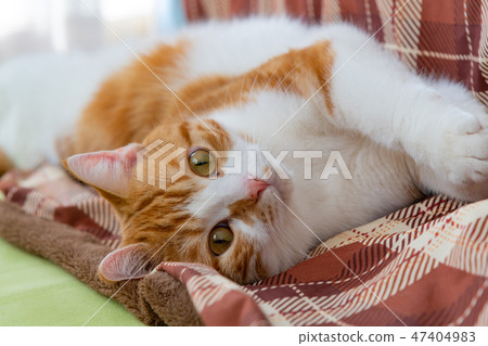 Brown white cat purring beside a kotatsu Brown white cat purring beside a kotatsu 47404983