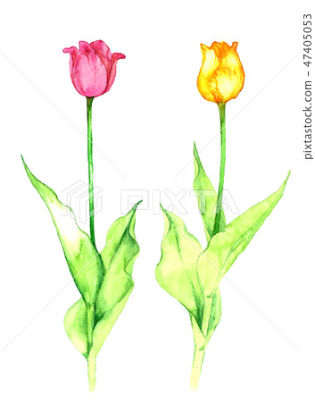Tulip 47405053