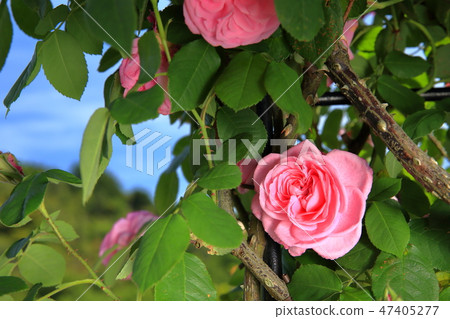 Roses of May Roses of May 47405277