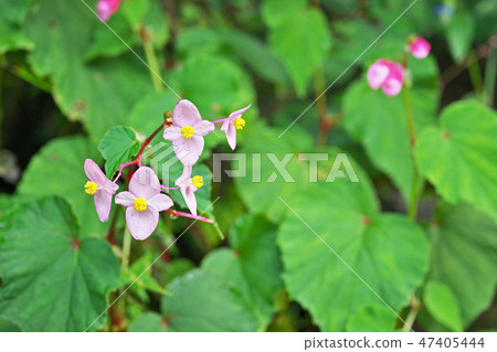 Pink Flower of Shukidou 47405444