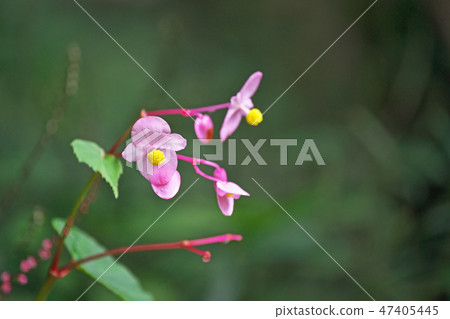 Pink Flower of Shukidou Pink Flower of Shukidou 47405445
