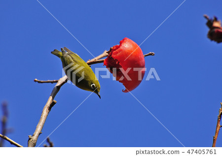 Meijiro picking up winter persimmon Meijiro picking up winter persimmon 47405761