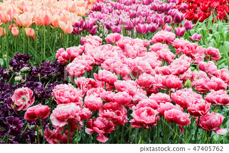 A park full of colorful tulips (tulip park landscape) A park full of colorful tulips (tulip park landscape) 47405762
