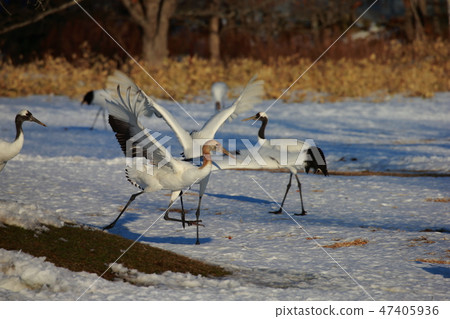Hokkaido Kushiro Red-Crowned Crane Tsurui Village Dusk Family Hokkaido Kushiro Red-Crowned Crane Tsurui Village Dusk Family 47405936