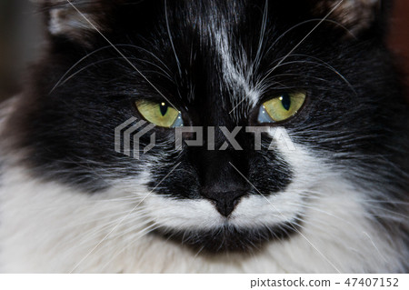 Portrait of black and white fluffy cat close-up 47407152