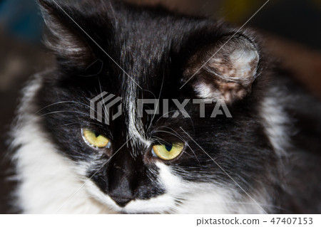 Portrait of black and white fluffy cat close-up 47407153