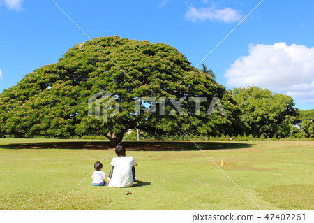 夏威夷大樹和父母和孩子 47407261