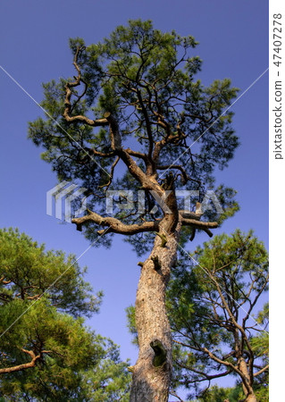 Emergencies, springs, pines that rise to the sky 47407278