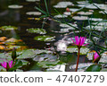 Lotus flower in a pond 47407279