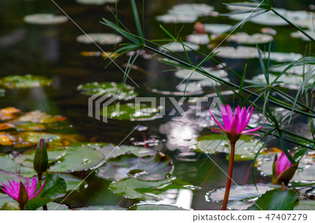 Lotus flower in a pond 47407279