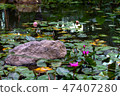 Pond and lotus 47407280