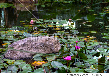 Pond and lotus 47407280