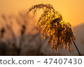 Winter reeds make up with sunlight. 47407430