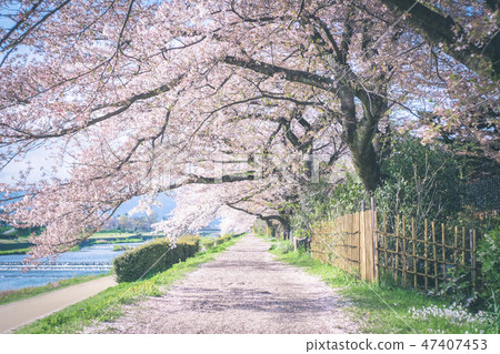 Kamogawa的櫻花樹 47407453