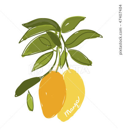Mango, sketch for your design Mango, sketch for your design 47407484