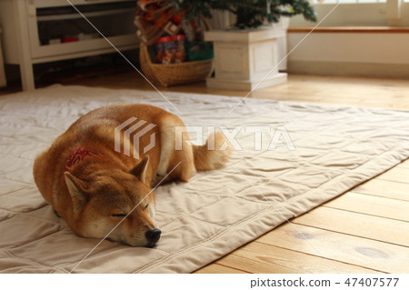 Shiba Inu is sleeping 47407577