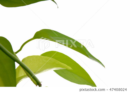 Potos Potos離開植物 Potos Potos離開植物 47408024