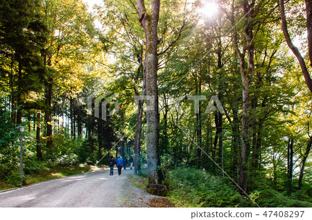 Walking trail in forest at Mount Uetliberg, Zurich Walking trail in forest at Mount Uetliberg, Zurich 47408297