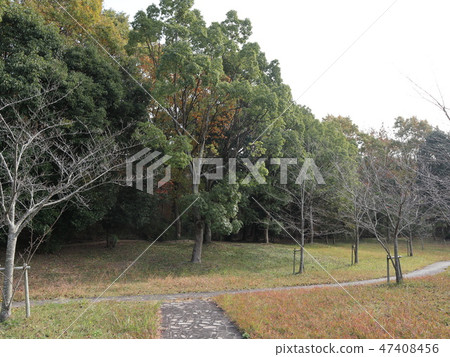 Seishin Central Park Central Park Kobe City Nishi Ward tree walking path Autumnal leaves scenery 47408456