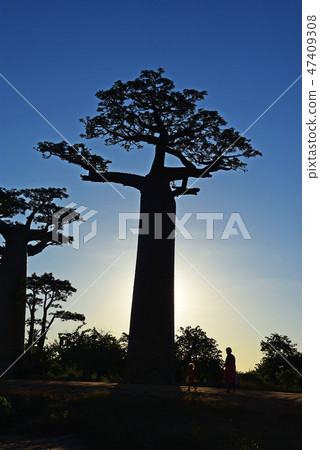 猴麵包樹公路在馬達加斯加 47409308